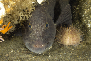 identification-espece-poisson-quebec-fish-id