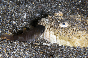 identification-poisson-fish-id-padi