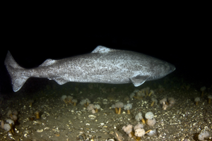 requin-groenland-baie-comeau-greenland-shark-padi
